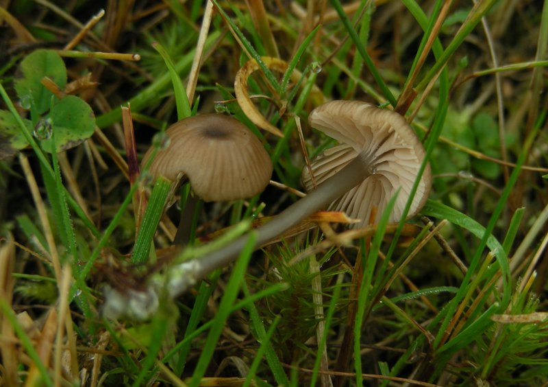 Entoloma misterioso (cfr. Entoloma lividocyanulum)